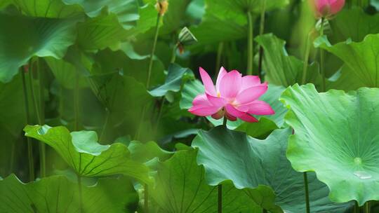 荷花自然涟漪露水池塘开花莲蓬公园花瓣雨诗