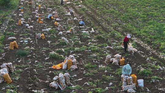 农村农业农民土豆种植收获丰收