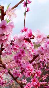 春天盛开的桃花 桃花园视频素材