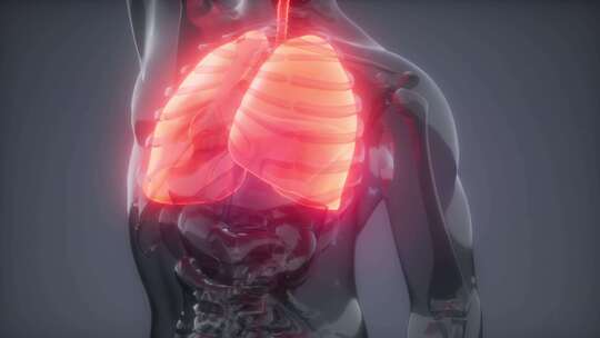 人体呼吸系统人体呼吸系统肺