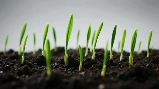 土壤中幼苗生长特写