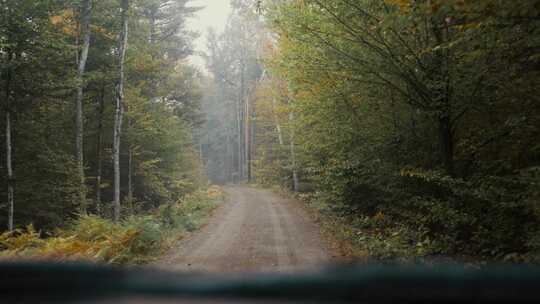 驱动器，道路，森林，树木