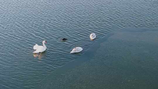 东营黄河入海口湿地鸟类