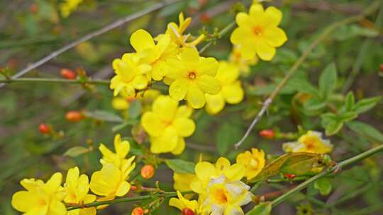 早春迎春花清明花小黄花花簇花瓣花蕊花朵