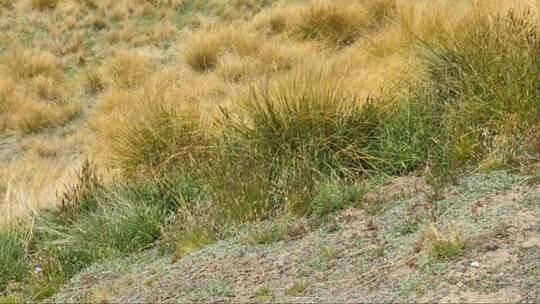 新西兰南岛的长草丛