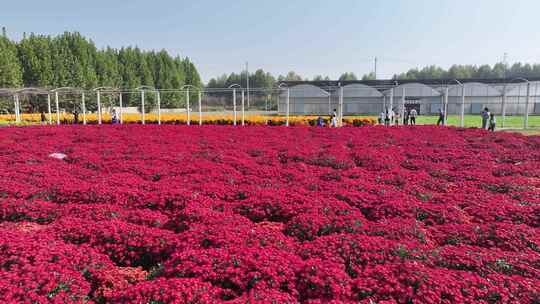 户县祖庵重阳宫菊花航拍