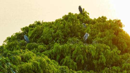 大美广东晨曦湿地白鹭灰鹭水鸟阳光水面