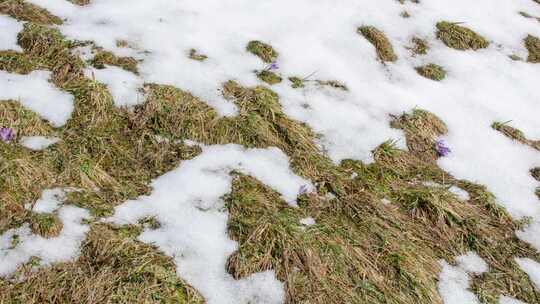 降雪 草地 冬季 雪景视频素材模板下载