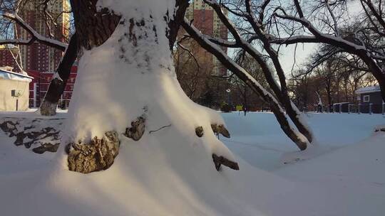 冬天公园老树小河雪景