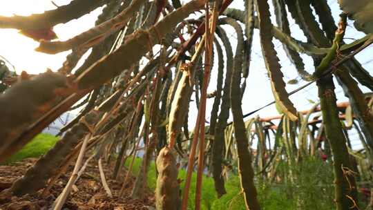 火龙果树 火龙果种植基地