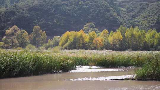 河边阳光风吹芦苇