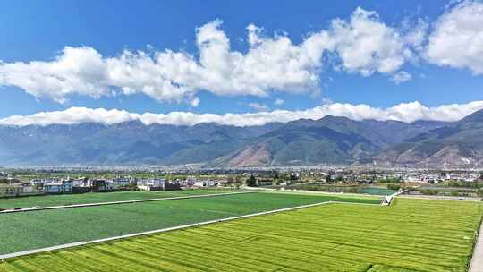 云南大理古镇苍山麦田航拍