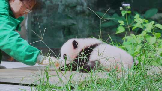 大熊猫幼崽宝宝晒太阳视频素材模板下载