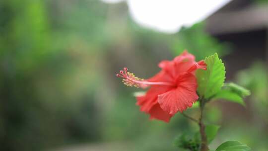 马来西亚的木槿花