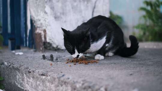 黑白流浪猫吃肉