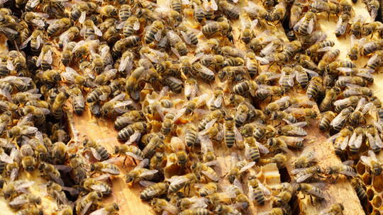 蜂巢上密密麻麻的蜜蜂