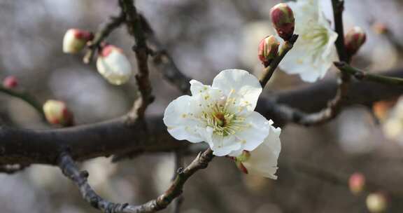 唯美阳光轻轻摇摆梅花 立春花开万物复苏