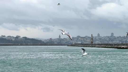 大海 海鸥 海岸线