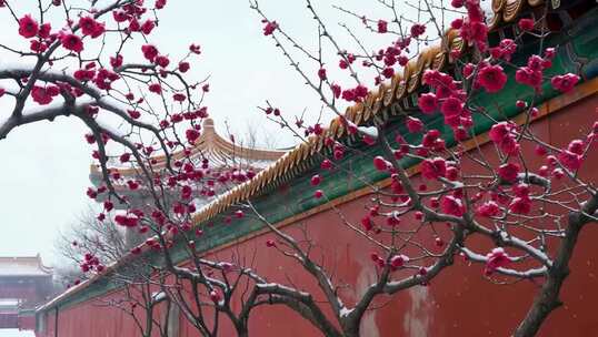 故宫红墙下雪梅花绽放
