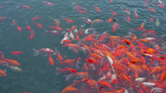 武汉东湖风景区碧潭观鱼