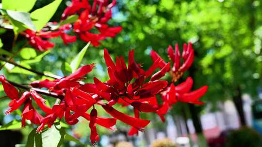 龙牙花牙花花朵花象牙红龙芽花