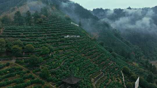 黄山毛峰茶园茶山绿茶