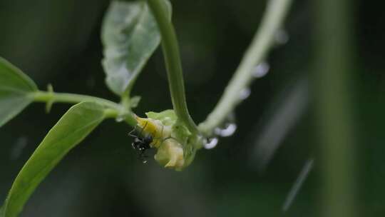 夏日雨季：蚂蚁爬行植物藤曼，水滴特写