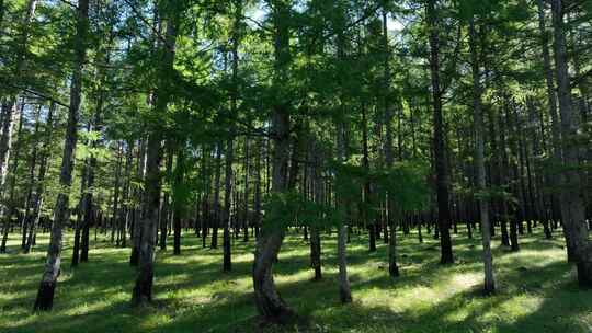 更新造林绿化成果人工林天然林视频素材模板下载