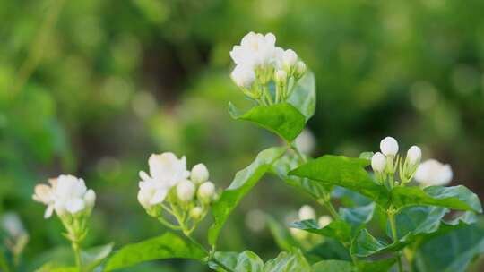 唯美茉莉花与茉莉花种植园