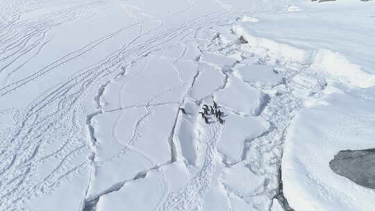 北极巴布亚企鹅跳过冰裂缝天线视频素材模板下载