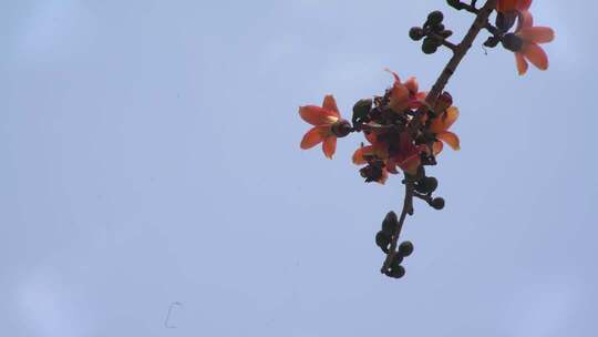 木棉花枝蓝天特写
