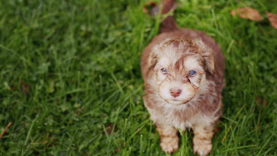 绿色草地背景下可爱蓝眼睛小狗的肖像