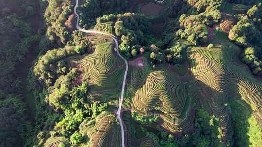 四川雅安市名山区大地指纹茶园茶山白昼航拍