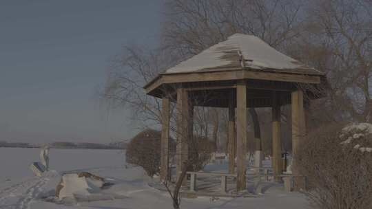 沈阳丁香湖雪景银装素裹的雪后树林景色