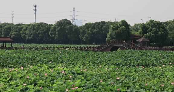 夏季苏州荷塘月色湿地公园荷塘荷花荷叶