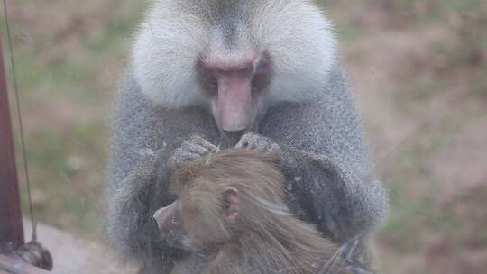 济南野生动物世界猴子妈妈给小狗子整理毛发