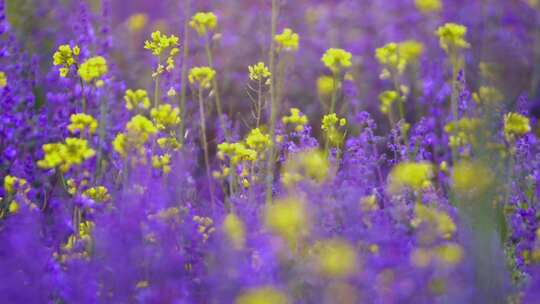 紫色的薰衣草和油菜花