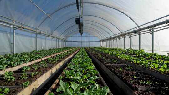 温室大棚内蔬菜种植场景