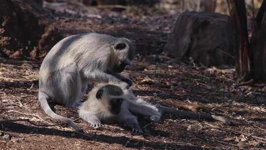 Vervet Monkey，婴儿，毛皮，