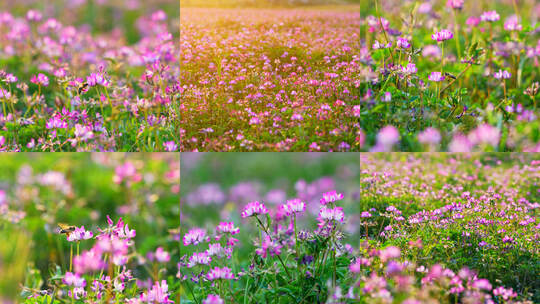 田园花海 蜜蜂采花粉（紫云英花）高清在线视频素材下载