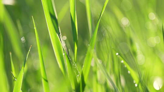 春天唯美户外草地小草视频素材