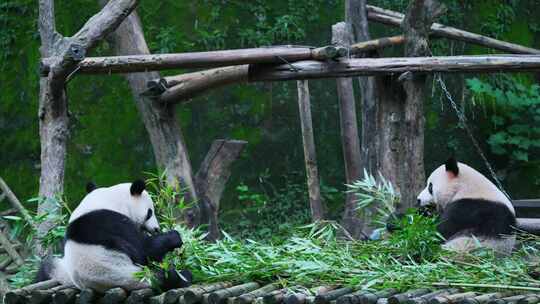 多只熊猫吃竹子