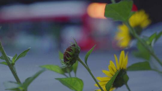 广州城市街边的绿色植物小黄花