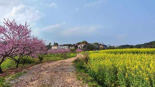 乡村田园桃花油菜花