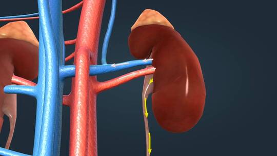 生理学机理泌尿系统肾脏肾盏尿液形成过程