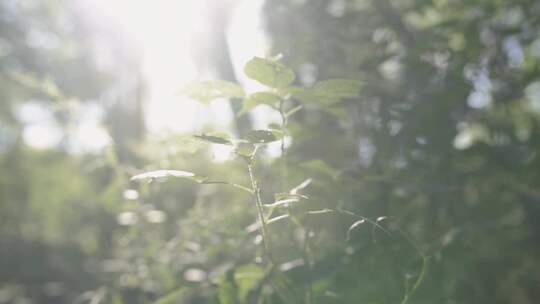 森林阳光植物树干青苔苔藓特写空镜