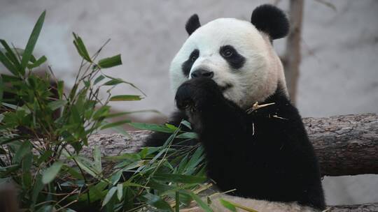 大熊猫吃竹子国宝熊猫大熊猫吃竹子黑白动物视频素材模板下载