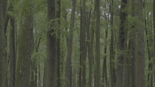 自然-上海-树林-茂密-横移-特写（09）