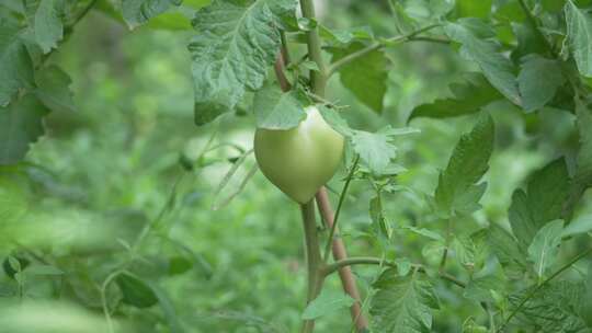 西红柿玉米黄瓜豆角植物蔬菜