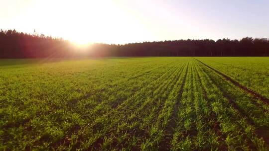 日出时飞跃绿色的农田